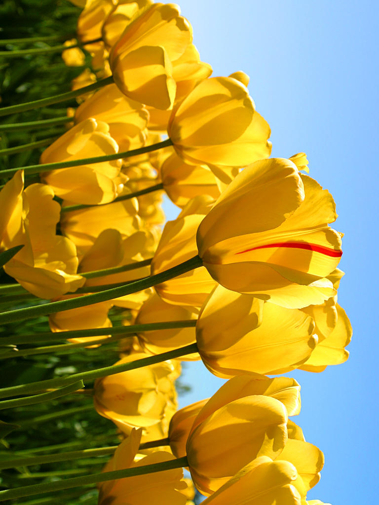 Лиерак Крем эмульсия для лица Аркескин+ (Lierac, Arkeskin+) фото 1