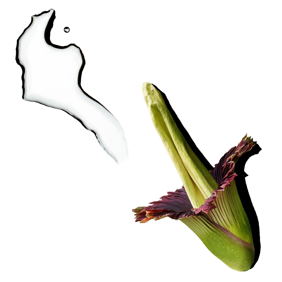 Скинга Антиоксидантный тоник для чувствительной кожи, 150 мл (Skinga, Face) фото 2