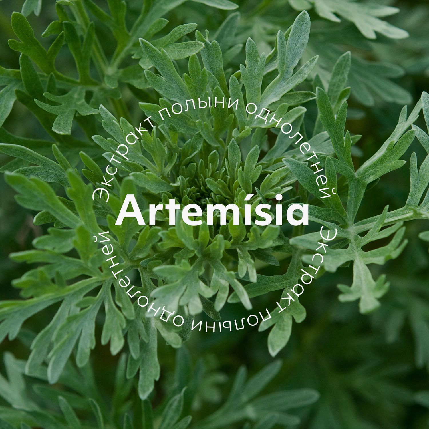 Миша Успокаивающая пенка-маска для умывания с экстрактом полыни Calming Pack Foam Cleanser, 150 мл (Missha, Artemisia) фото 3