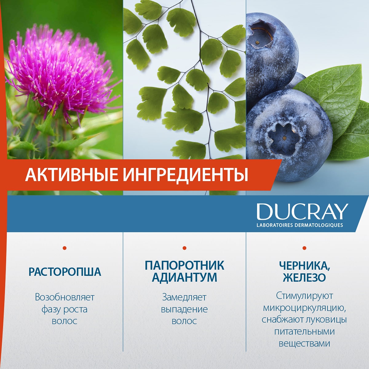 Дюкрэ Биологически активная добавка к пище Expert при выпадении волос, 30 капсул (Ducray, Anacaps) фото 4