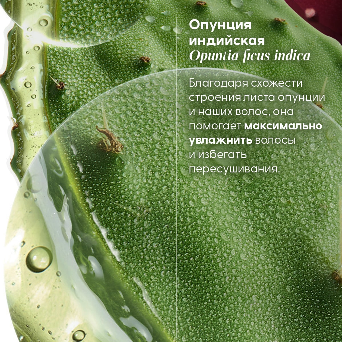 Клоран Увлажняющий шампунь Hydration & Shine с опунцией, 200 мл (Klorane, Опунция) Клоран Увлажняющий шампунь Hydration & Shine с опунцией, 200 мл (Klorane, Опунция) фото 5