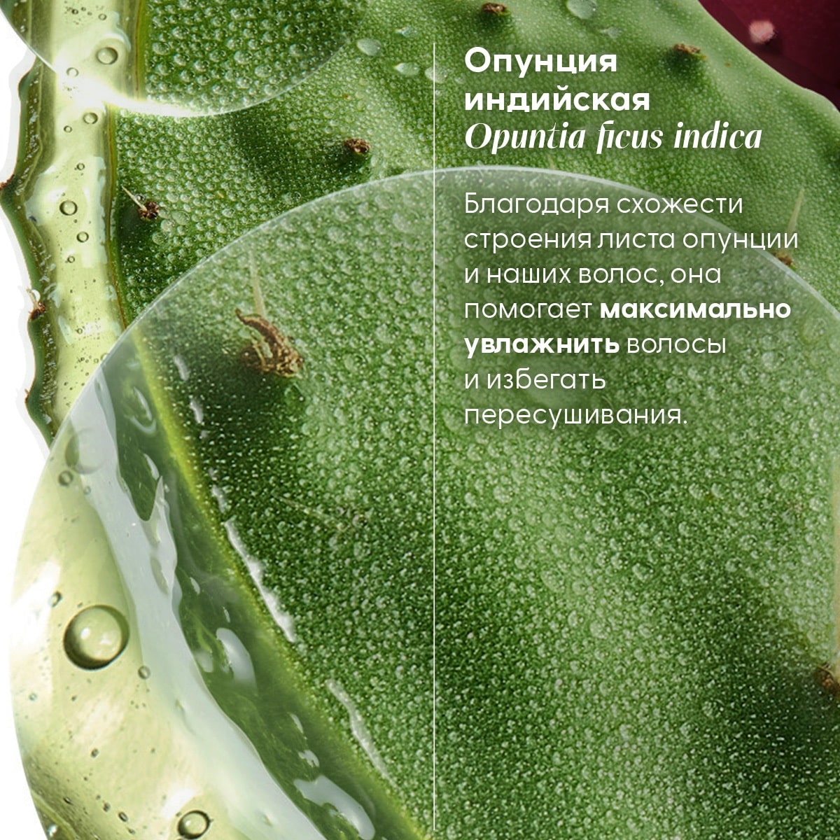 Клоран Увлажняющий шампунь Hydration & Shine с опунцией, 400 мл (Klorane, Опунция) Клоран Увлажняющий шампунь Hydration & Shine с опунцией, 400 мл (Klorane, Опунция) фото 5